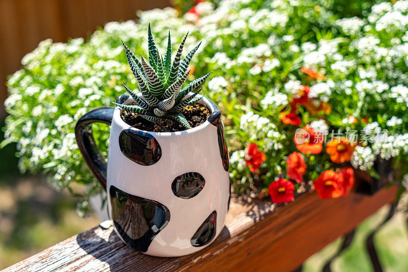 Haworthia attenuata var. caespitosa, Haworthia fasciata alba (albino, wide zebra) succulent plants with bright white stripes